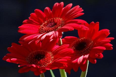 Red Flowers 1(1)