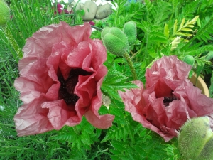 the first two poppies that came out, more to come :)