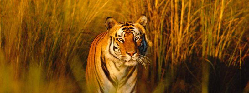 Bengal tiger portrait (Panthera tigris tigris) Bandhavgarh NP, Madhya Pradesh, India