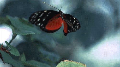 butterfly-gif-animation-4