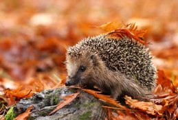 hedgehog_autumn2